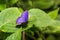 Common Ciliate Blue Anthene emolus butterfly