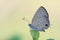 Common Ciliate Blue butterfly