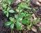 Common cinquefoil native plant growing