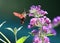 Common Clearwing (Hummingbird Sphinx Moth)