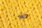 Common clothes moth Tineola bisselliella on knitted fabric, closeup