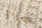 Common clothes moth Tineola bisselliella on knitted fabric, closeup. Space for text