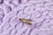 Common clothes moth Tineola bisselliella on violet knitted fabric
