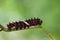 Common Clubtail caterpillar