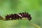 Common Clubtail caterpillar