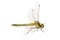 Common clubtail Gomphus vulgatissimus on a white background