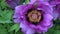 Common cockchafer trying to fly from pink tree peony flower