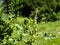 Common cocklebur, Large cocklebur, Xanthium strumarium, annual herb with wide leaves and oval fruits. It is used in medicine