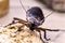 Common cockroach, red and black, feeds on scraps of food on table, American Periplaneta. Insect pest or infection concept, macro