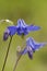 Common Columbine