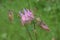 Common Columbine - Aquilegia vulgaris