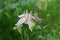 Common Columbine - Aquilegia vulgaris