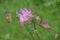 Common Columbine - Aquilegia vulgaris