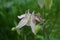 Common Columbine - Aquilegia vulgaris