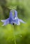 Common Columbine - Aquilegia vulgaris, with green background