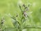 Common comfrey blooming on a meadow