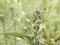 Common comfrey blooming on a meadow