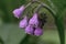 Common comfrey Symphytum officinale, drooping pink flowers