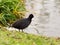 Common coot adult bird detailed picture, gray black plumage and white beak.