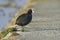 Common coot (Fulica atra)