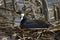 Common Coot (Fulica atra)