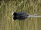 A Common Coot - Fulica atra- On A Marshland Mere