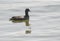 Common Coot Isolated  Swimming in the Water