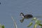 Common Coot Juvenile Bird in the Water