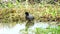 Common Coot migration birds in Thailand and Southeast Asia.