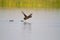 Common Coot running on Water