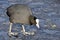 Common Coot In Winter