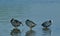 Common coots bird natural nature wallpaper India