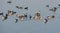 Common coots and Spot-billed Ducks, Randarda Lake, Rajkot