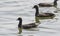 Common Coots Swimming in the Water