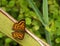 Common Copper butterfly