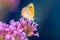 Common copper butterfly collecting nectar on a flower