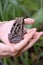 Common coqui - Eleutherodactylus coqui Frog