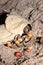 Common coral tree Erythrina lysistemon orange seeds and seed pod lying on the ground, Uganda