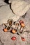 Common coral tree Erythrina lysistemon orange seeds and seed pod lying on the ground, Uganda