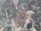 Common Coral Weed or Coralline at Botanical Beach in low tide, Vancouver Island, British Columbia, Canada