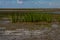 Common cordgrass during low tide, also called Spartina anglica or Salz Schlickgras