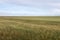 Common Cordgrass, a Plant in Wildlife at KalÃ¢at el-Andalous, North of Tunis