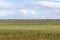 Common Cordgrass, a Plant in Wildlife at KalÃ¢at el-Andalous, North of Tunis