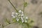 Common coriander flower