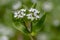 Common cornsalad Valerianella locusta flowers