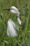 Common Cotton-Grass