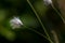 common cotton grass blowing in the breeze.