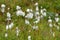 Common Cotton Grass - Eriophorum angustifolium