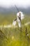 Common cottongrass close up