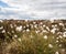 Common cottongrass Eriophorum angustifolium